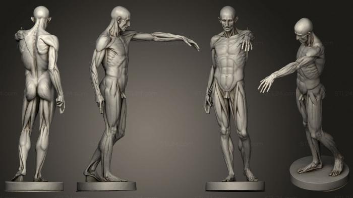 Анатомия скелеты и черепа (Экорше, ANTM_1420) 3D модель для ЧПУ станка